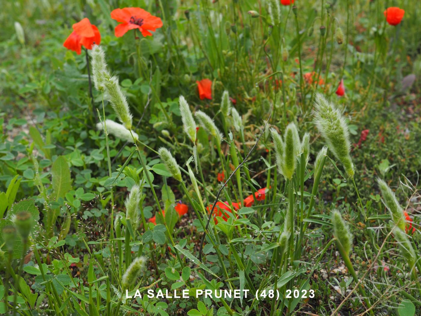 Beard Grass, Annual plant